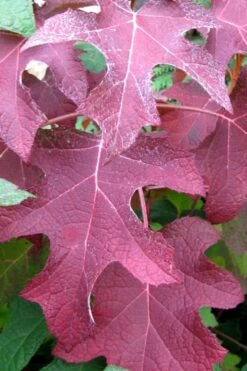 Oakleaf Hydrangea - 1 Gallon Pot 12 Oakleaf Hydrangea - 1 Gallon Pot -Cheap Plants Store hydrangea oakleaf fall color