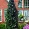Liberty Holly - 3 Gallon Pot 1 Liberty Holly - 3 Gallon Pot -Cheap Plants Store ilex conty liberty holly tree 100