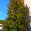 Greenleaf American Holly (Ilex Opaca) - 7 Gallon Pot -Cheap Plants Store ilex opaca greenleaf american holly tree 1