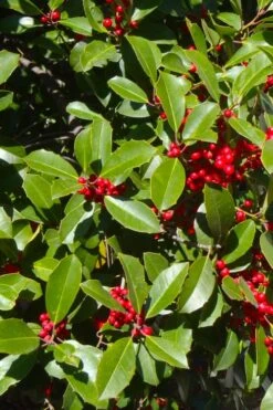 Greenleaf American Holly (Ilex Opaca) - 7 Gallon Pot -Cheap Plants Store ilex opaca greenleaf american holly tree 3