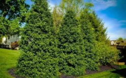 Greenleaf American Holly (Ilex Opaca) - 7 Gallon Pot -Cheap Plants Store ilex opaca greenleaf american holly tree 6