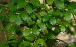 Greenleaf American Holly (Ilex Opaca) - 7 Gallon Pot -Cheap Plants Store ilex opaca greenleaf american holly tree 7