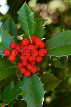 Greenleaf American Holly (Ilex Opaca) - 7 Gallon Pot -Cheap Plants Store ilex opaca greenleaf american holly tree 8