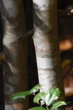 Greenleaf American Holly (Ilex Opaca) - 7 Gallon Pot -Cheap Plants Store ilex opaca greenleaf american holly tree bark 1