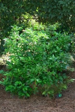 Southern Gentleman Winterberry Male Holly - 3 Gallon Pot -Cheap Plants Store ilex verticillata southern gentleman male winterberry holly 1