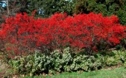 Sparkleberry Female Winterberry Holly - 3 Gallon Pot -Cheap Plants Store ilex verticillata sparkleberry holly 1