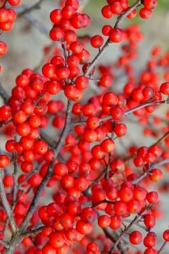 Sparkleberry Female Winterberry Holly - 3 Gallon Pot -Cheap Plants Store ilex verticillata sparkleberry holly 2