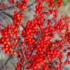 Sparkleberry Female Winterberry Holly - 3 Gallon Pot -Cheap Plants Store ilex verticillata sparkleberry holly 3