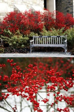 Sparkleberry Female Winterberry Holly - 3 Gallon Pot -Cheap Plants Store ilex verticillata sparkleberry holly 4