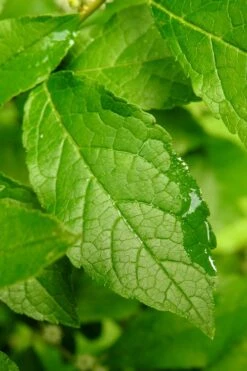 Sparkleberry Female Winterberry Holly - 3 Gallon Pot -Cheap Plants Store ilex verticillata sparkleberry holly 5