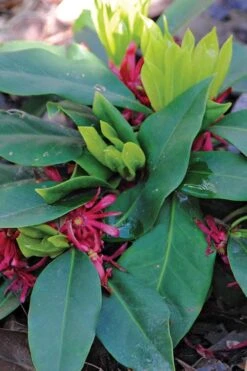 Swamp Hobbit Florida Anise (Illicium Floridanum) - 1 Gallon Pot -Cheap Plants Store illicium floridanum swamp hobbit florida anise 1