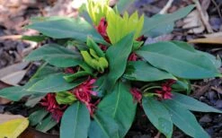 Swamp Hobbit Florida Anise (Illicium Floridanum) - 1 Gallon Pot -Cheap Plants Store illicium floridanum swamp hobbit florida anise 2