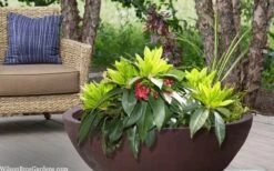 Swamp Hobbit Florida Anise (Illicium Floridanum) - 1 Gallon Pot -Cheap Plants Store illicium floridanum swamp hobbit florida anise 3