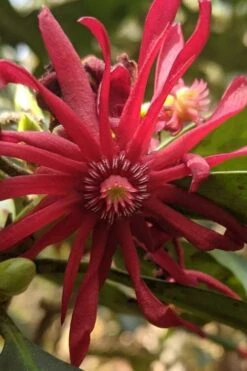 Swamp Hobbit Florida Anise (Illicium Floridanum) - 1 Gallon Pot -Cheap Plants Store illicium floridanum swamp hobbit florida anise 5