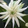 Orion Star Flower Anise (Illicium) - 5 Pack Of Quart Pots -Cheap Plants Store illicium star flower orion anise 2