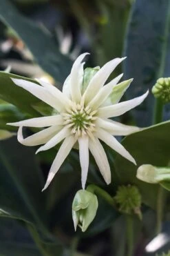 Orion Star Flower Anise (Illicium) - 5 Pack Of Quart Pots -Cheap Plants Store illicium star flower orion anise 3
