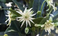 Orion Star Flower Anise (Illicium) - 5 Pack Of Quart Pots -Cheap Plants Store illicium star flower orion anise 4