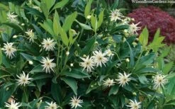 Orion Star Flower Anise (Illicium) - 5 Pack Of Quart Pots -Cheap Plants Store illicium star flower orion anise 8