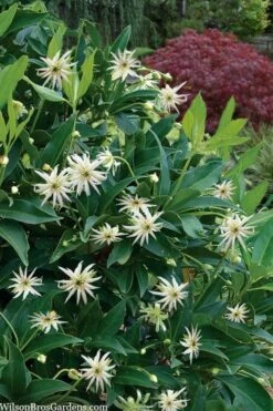 Orion Star Flower Anise (Illicium) - 5 Pack Of Quart Pots -Cheap Plants Store illicium star flower orion anise 9