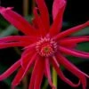 Scorpio Star Flower Anise (Illicium) - 5 Pack Of Quart Pots -Cheap Plants Store illicium star flower scorpio anise 12