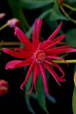 Scorpio Star Flower Anise (Illicium) - 5 Pack Of Quart Pots -Cheap Plants Store illicium star flower scorpio anise 13