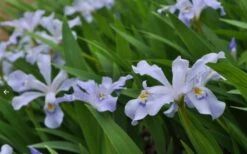 Dwarf Crested Iris (Iris Cristata) - 1 Gallon Pot -Cheap Plants Store iris cristata 12
