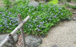 Dwarf Crested Iris (Iris Cristata) - 1 Gallon Pot -Cheap Plants Store iris cristata 13