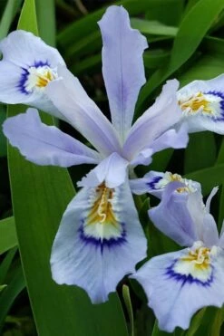 Dwarf Crested Iris (Iris Cristata) - 1 Gallon Pot -Cheap Plants Store iris cristata 3