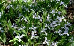 Dwarf Crested Iris (Iris Cristata) - 1 Gallon Pot -Cheap Plants Store iris cristata 7