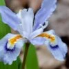 Dwarf Crested Iris (Iris Cristata) - 1 Gallon Pot -Cheap Plants Store iris cristata 8