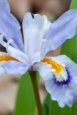 Dwarf Crested Iris (Iris Cristata) - 1 Gallon Pot -Cheap Plants Store iris cristata 9
