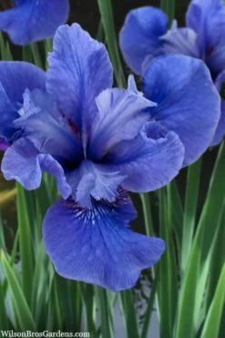 Cote D'Azur Siberian Iris - 1 Gallon Pot -Cheap Plants Store iris siberica cote d azur 3