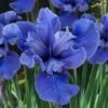 Cote D'Azur Siberian Iris - 1 Gallon Pot -Cheap Plants Store iris siberica cote d azur 4