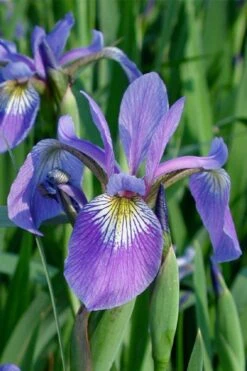 Blue Flag Iris (Iris Versicolor) - 6 Pack Of 1 Gallon Pots -Cheap Plants Store iris versicolor blue flag 1