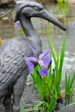 Blue Flag Iris (Iris Versicolor) - 1 Gallon Pot -Cheap Plants Store iris versicolor blue flag 2 1