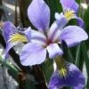 Blue Flag Iris (Iris Versicolor) - 1 Gallon Pot -Cheap Plants Store iris versicolor blue flag 4 1