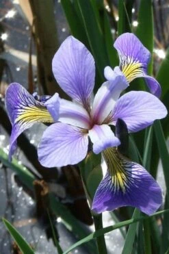 Blue Flag Iris (Iris Versicolor) - 6 Pack Of 1 Gallon Pots