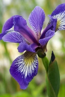 Blue Flag Iris (Iris Versicolor) - 1 Gallon Pot -Cheap Plants Store iris versicolor harlequin blue flag 3 1
