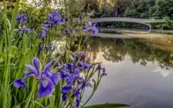 Blue Flag Iris (Iris Versicolor) - 6 Pack Of 1 Gallon Pots -Cheap Plants Store iris versicolor harlequin blue flag 4