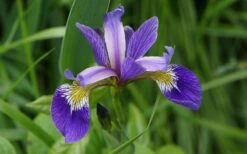 Blue Flag Iris (Iris Versicolor) - 1 Gallon Pot -Cheap Plants Store iris versicolor harlequin blue flag 5 1