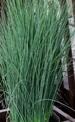 Blue Dart Rush (Juncus) - 10 Pack Of Quart Pots -Cheap Plants Store juncus blue dart rush 3
