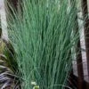 Blue Dart Rush (Juncus) - 10 Pack Of Quart Pots 1 Blue Dart Rush (Juncus) - 10 Pack Of Quart Pots -Cheap Plants Store juncus blue dart rush 4