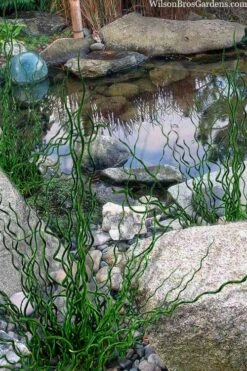 Big Twister Giant Corkscrew Rush (Juncus Effusus) - 5 Pack Of Quart Pots -Cheap Plants Store juncus effusus big twister 100