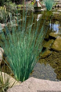 Blue Arrows Rush (Juncus Inflexus) - 1 Gallon Pot -Cheap Plants Store juncus inflexus blue arrows rush 21 2