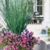 Blue Arrows Rush (Juncus Inflexus) - 5 Pack Of Quart Pots -Cheap Plants Store juncus inflexus blue arrows rush 23 1