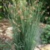 Elk's Blue California Gray Rush (Juncus Patens) - 1 Gallon Pot 1 Elk's Blue California Gray Rush (Juncus Patens) - 1 Gallon Pot -Cheap Plants Store juncus patens elk blue california rush 10