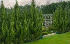 Idyllwild Juniper (Red Cedar) - 3 Gallon Pot -Cheap Plants Store juniper idyllwild 8