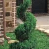 Blue Point Juniper Spiral Topiary - 7 Gallon Pot -Cheap Plants Store juniperus blue point juniper spiral topiary 101