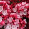 Ostbo Red Mountain Laurel (Kalmia Latifolia) - 2 Gallon Pot -Cheap Plants Store kalmia latifolia ostbo red mountain laurel 1