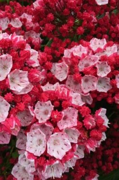 Ostbo Red Mountain Laurel (Kalmia Latifolia) - 2 Gallon Pot